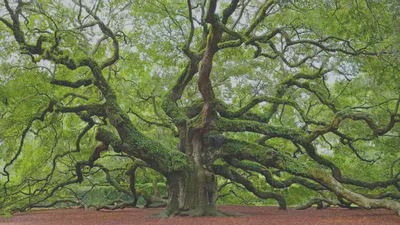 Algorithm Analysis & Data Structure Experiments featured image