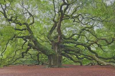 Algorithm Analysis & Data Structure Experiments featured image